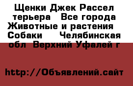 Щенки Джек Рассел терьера - Все города Животные и растения » Собаки   . Челябинская обл.,Верхний Уфалей г.